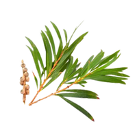 Australian Tea Tree
