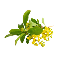 Berberine
