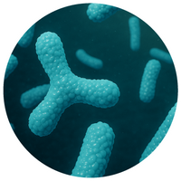 Bifidobacterium Group