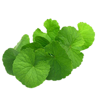 Bacopa monnieri (Brahmi)