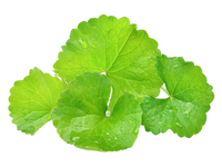 Brahmi 