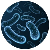Lactobacillus Group