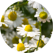 Chamomile Extract