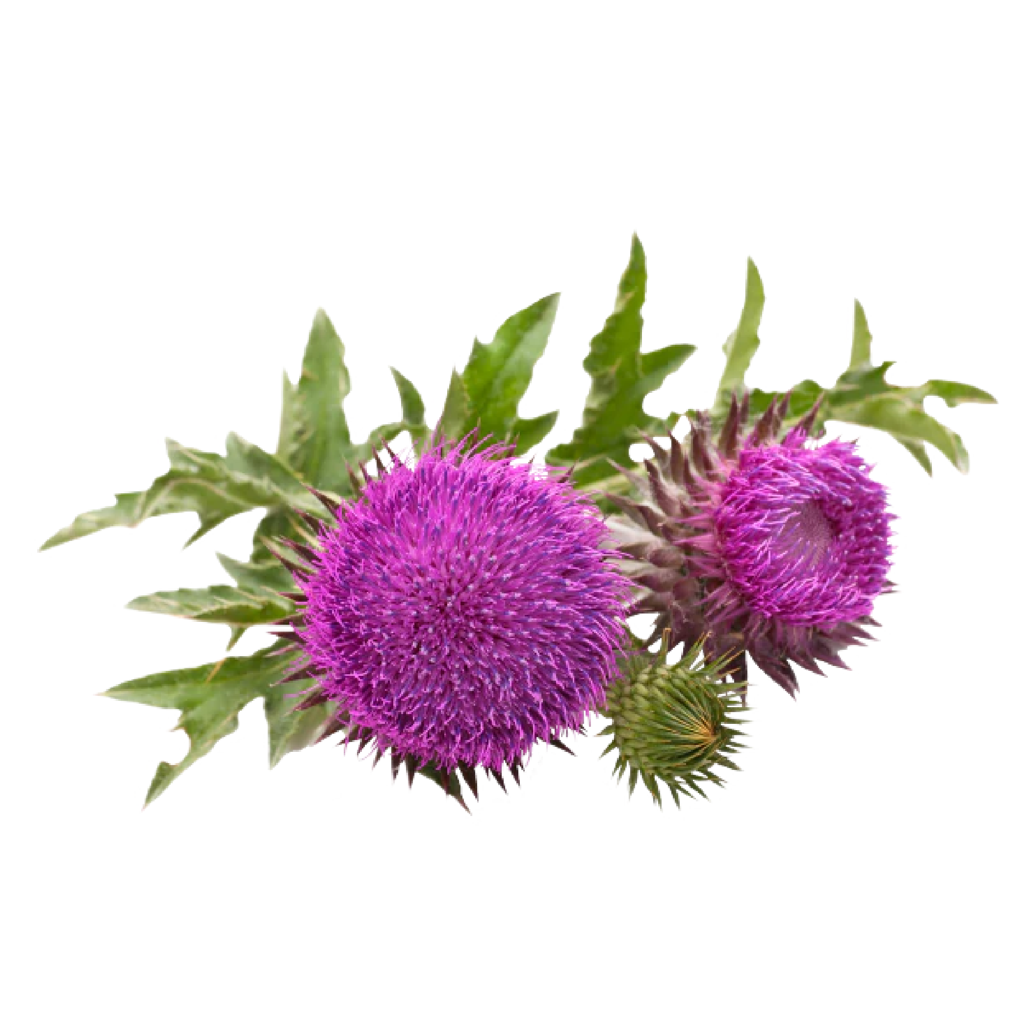 Milk Thistle (Silymarin)
