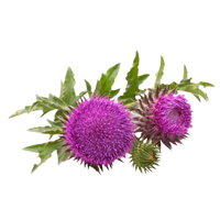 Milk Thistle (Silymarin)