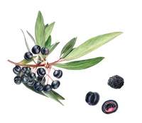 Tasmanian Pepper Berry