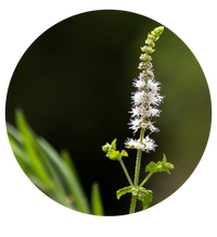 Black Cohosh