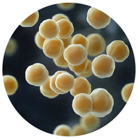 Saccharomyces boulardii